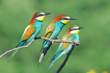 European bee eater