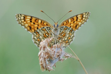 Obraz premium Name wanted - Thanks