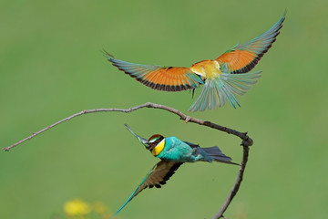 European bee eater
