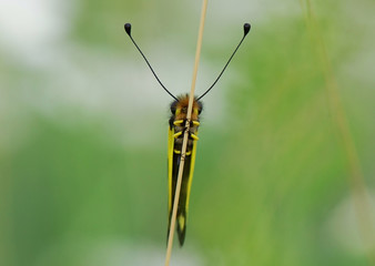Owlfly
