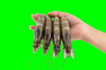 Fototapeta premium Vannamei on a finger isolated on green. 