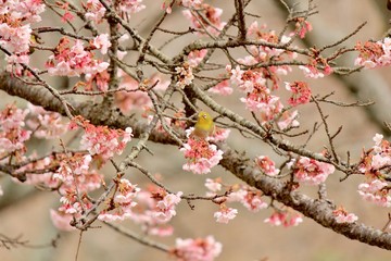 大室山さくらの里  河津桜とメジロ