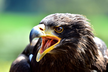Weißkopfseeadler