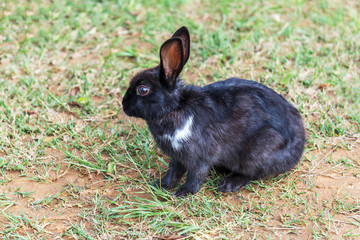 Black rabbit sitting on the grass
