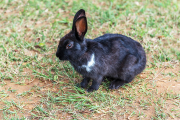Black rabbit sitting on the grass