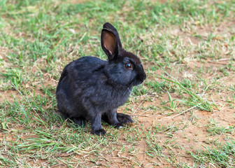 Black rabbit sitting on the grass