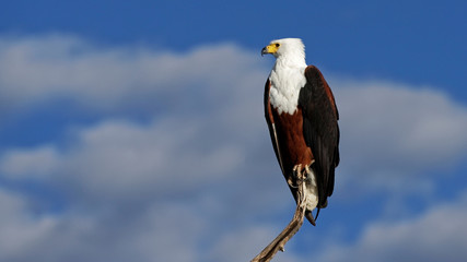 African fish eagle