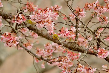 大室山さくらの里  河津桜とメジロ