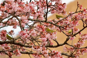 大室山さくらの里  河津桜とメジロ