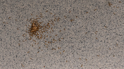A lot of ants mean on the ground eating food.