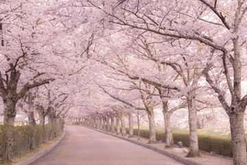  Cherry Blossoms of Yawaragi Road (Nanatanigawa riverside) , Kameoka city, Kyoto prefecture, Japan.