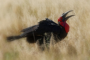 Southern ground hornbill
