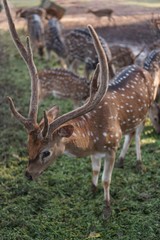 Naklejka na ściany i meble Deer in the park at the Indonesian national monument, Jakarta