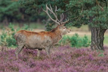 Red deer covered with mud