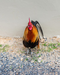A bright cock stands on small stones.