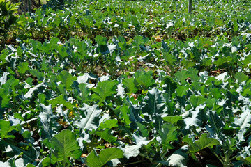 broccoli growing in farm