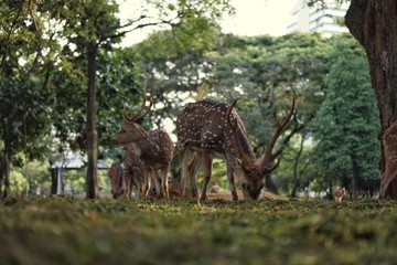 Deer in the park at the Indonesian national monument, Jakarta