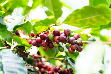 Raw coffee bean in organic coffee plantation, Thailand