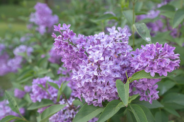 Blüte von Syringa chinensis saugeana