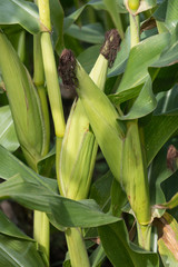 Obraz premium Green young cob of sweet corn with green juicy leaves on the field. 