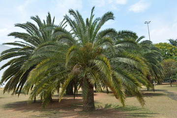Fototapeta na wymiar Palmeira no Parque