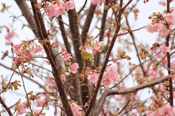 大室山さくらの里  河津桜とメジロ