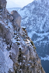Fototapeta na wymiar Two chamois in the wintry steep rock