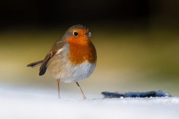 close-up of a bird on snow