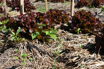 red oak lettuce plant growing in farm. vegatable plantation  in garden