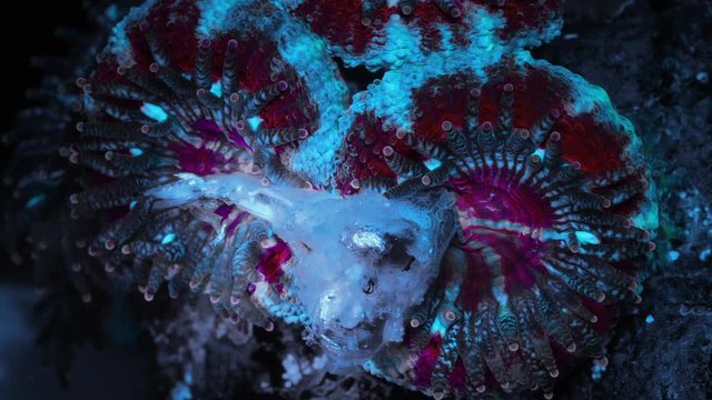 Acanastrea Coral Polyps Eating Fish Macro Timelapse HD