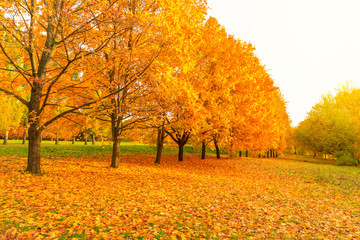 autumn and yellow maple leaves in the park in Kolomenskoye park in autumn season aerial view, Moscow, Russia.