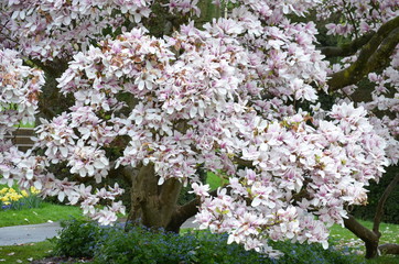 White magnolia large tree in blossom in spring time
