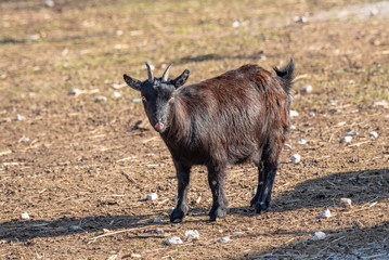 Close up of African pygmy goat (Capra aegagrus hircus)
