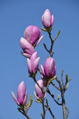 Blossoms of purple magnolias on a branch with blue sky as background
