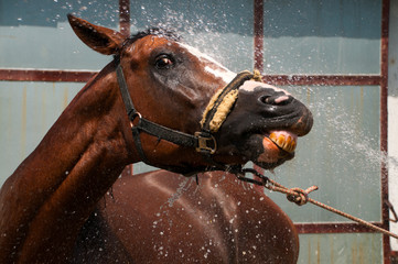 Horse is cooling down with water at hot summer day