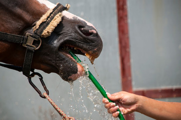 Horse is cooling down with water at hot summer day
