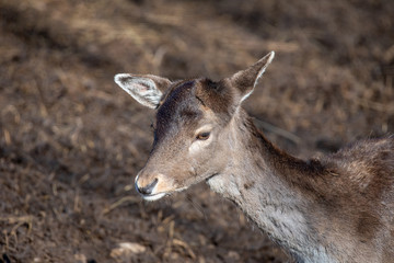 Naklejka na ściany i meble Fallow deer (Dama Dama) Nature and wildlife photo