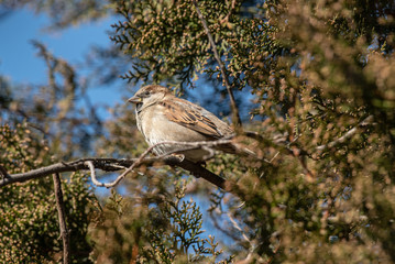 House Sparrow Passer domesticus in natural background
