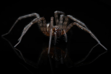 close-up of spider on black background