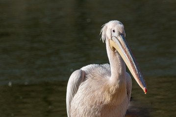 Pink Pelican (Pelecanus onocrotalus) in the wild.Disappearing species of feathered animals.