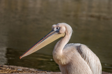 Pink Pelican (Pelecanus onocrotalus) in the wild.Disappearing species of feathered animals.