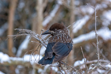 Spotted Nutcracker (Nucifraga caryocatactes) sitting on the perch