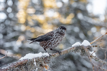 Spotted Nutcracker (Nucifraga caryocatactes) sitting on the perch
