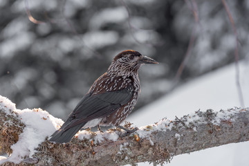 Spotted Nutcracker (Nucifraga caryocatactes) sitting on the perch