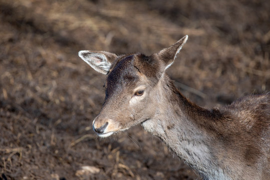Fallow deer (Dama Dama) Nature and wildlife photo