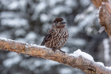 Spotted Nutcracker (Nucifraga caryocatactes) sitting on the perch