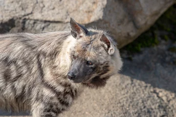 Fotobehang Hyena Close up of Striped hyena (Hyaena hyaena sultana)  © popovj2