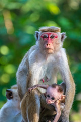 Monkey with its child