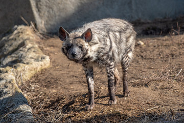 Close up of Striped hyena (Hyaena hyaena sultana)