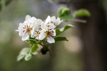 cherry blossom